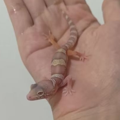 Custom Order Gecko Bell Albino ( B 25-2 )