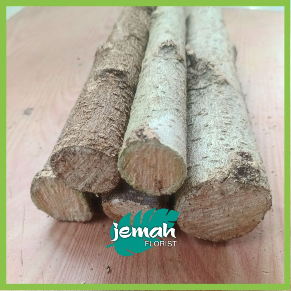 5 PCS BATANG TANAMAN POHON MENTAOS PANJANG 20 CM #BATANG STEK OKULASI TANAMAN POHON MENTAOS BINTAOS 