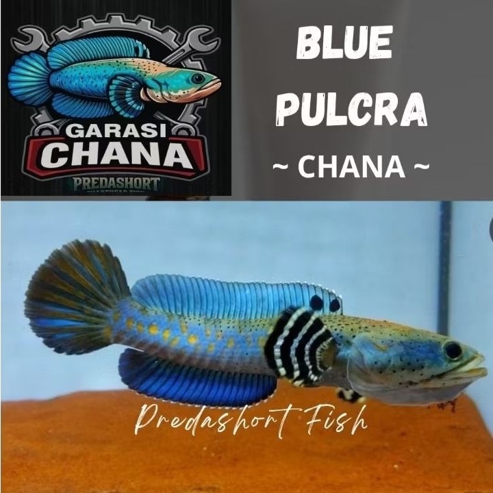 TERLARIS chana blue pulchra full dot yellow spot bahan berkualitas bergaransi