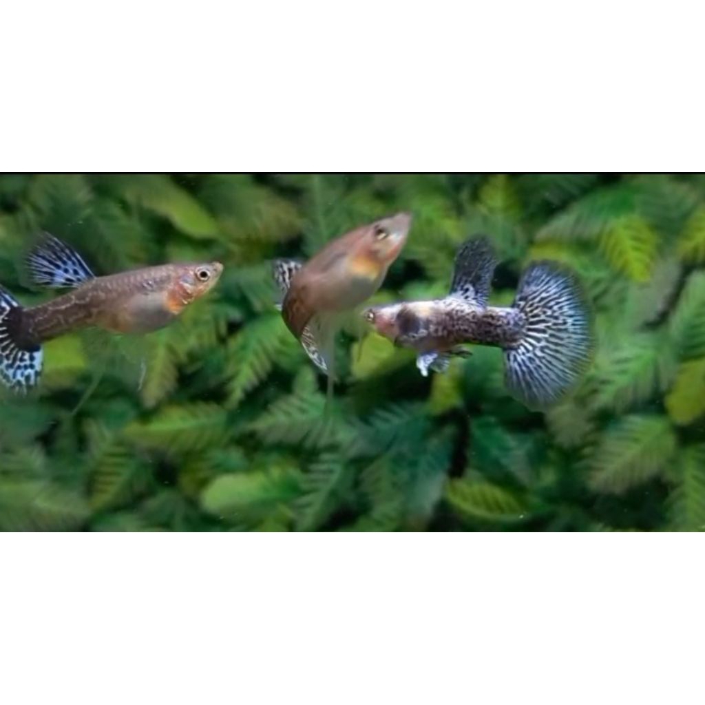 Pembersih Aquarium Guppy Sepasang Platinum Blue Dragon Genetik Tibbon