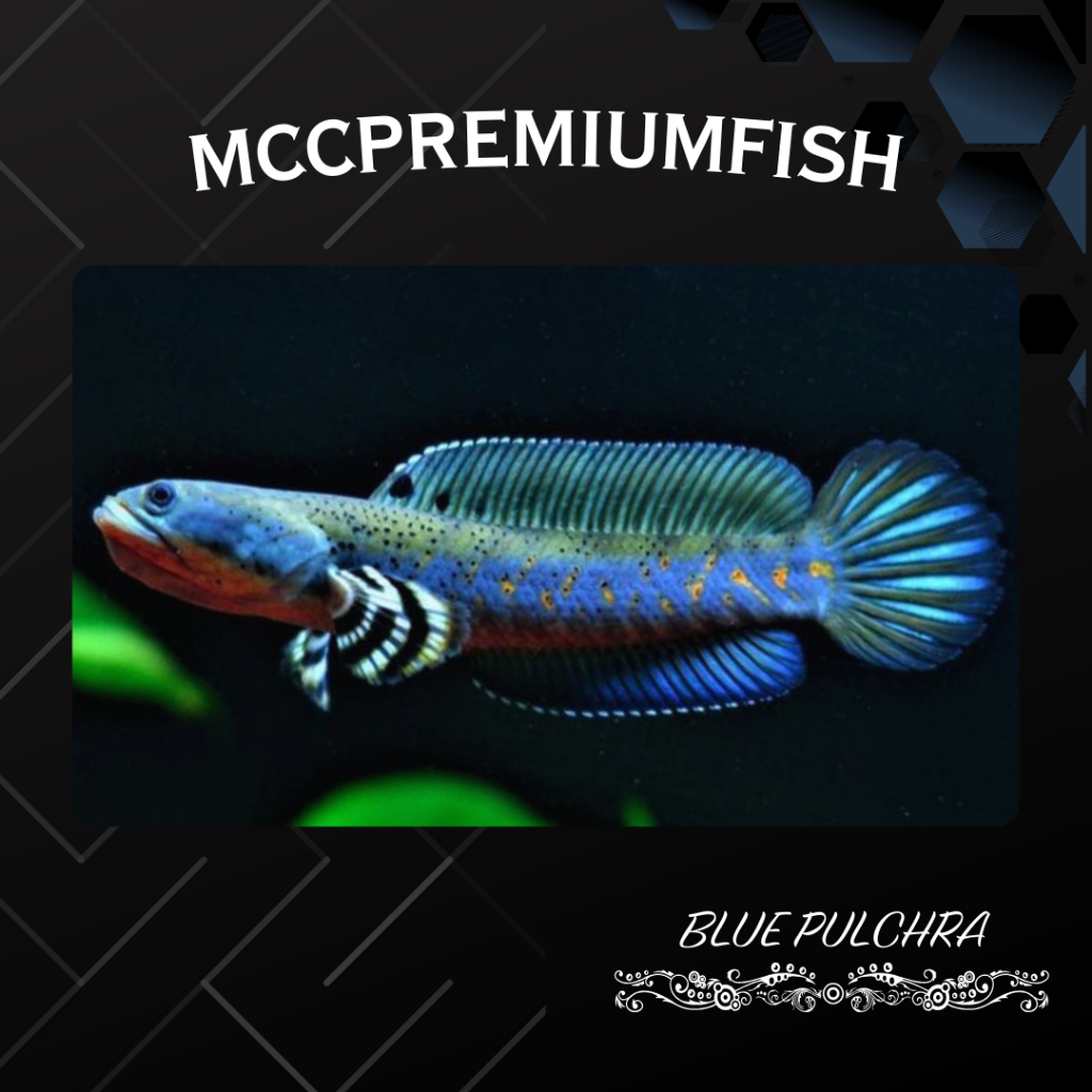 HOBI | Blue Pulchra Full Dot Yellow Spot | SINGLE TANK - BEST SORTIRAN | Snakehead - Channa Berkuali