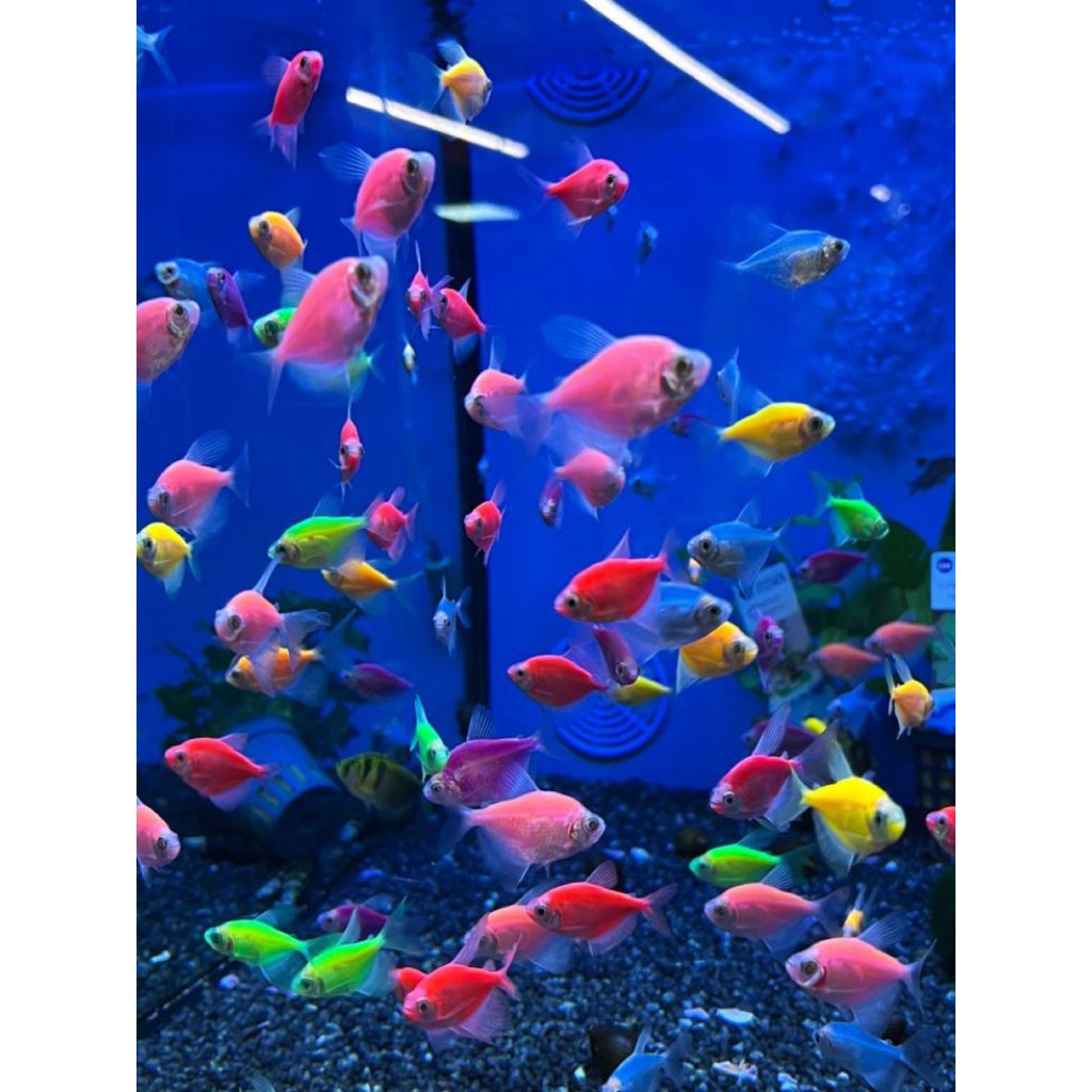 ikan Hias air tawar aquarium AQUASCAPE GLOFISH WARNA WARNI ISI 10 BONUS PAKAN BERGARANSI