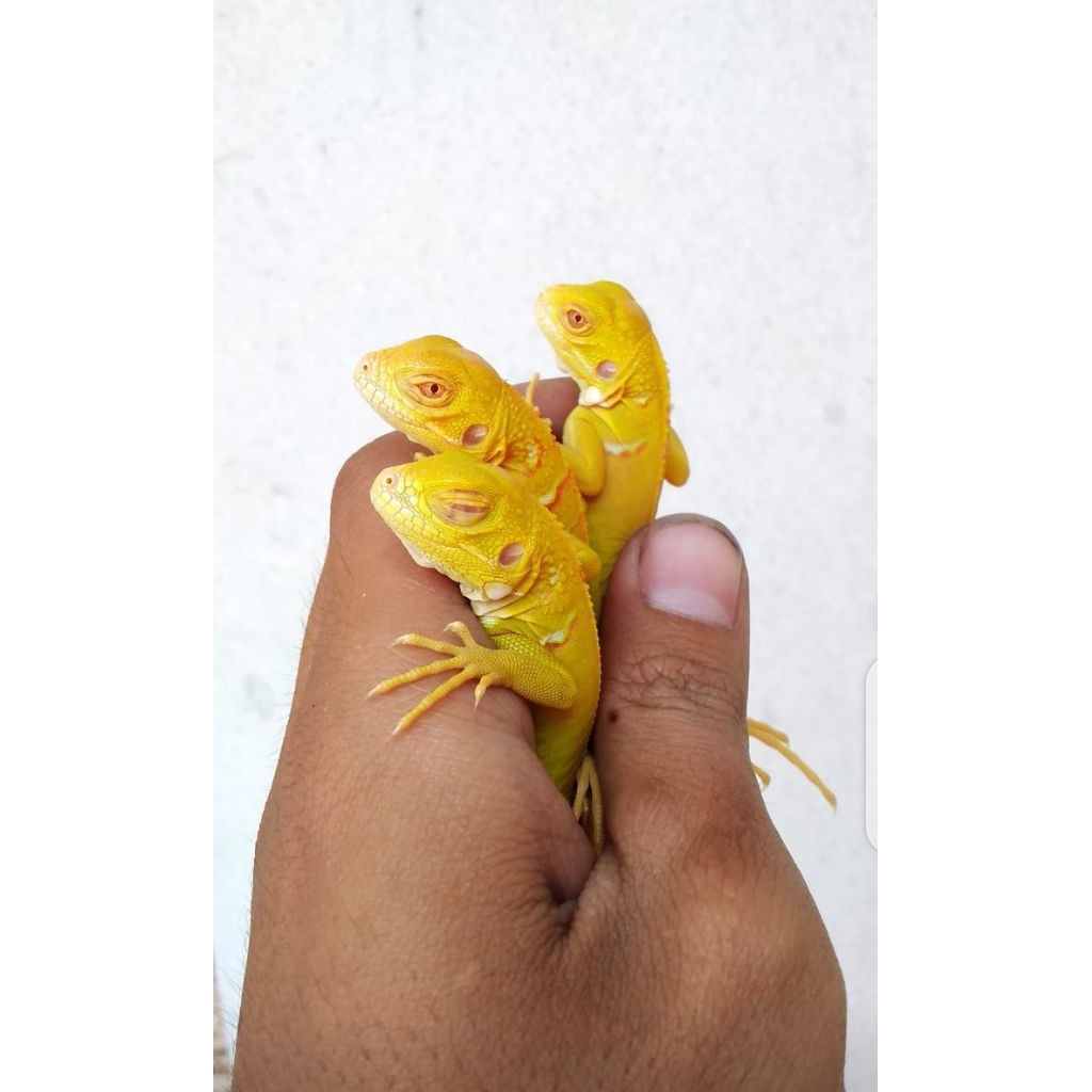 iguana albino/baby iguana albino/kuning