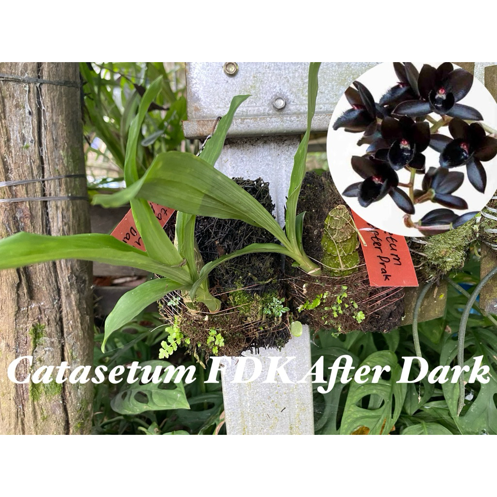 Anggrek Catasetum FDK After Dark Black Pearl