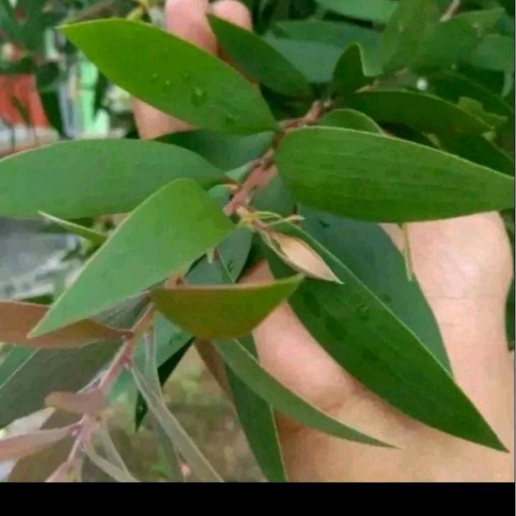 biji Benih minyak kayu putih