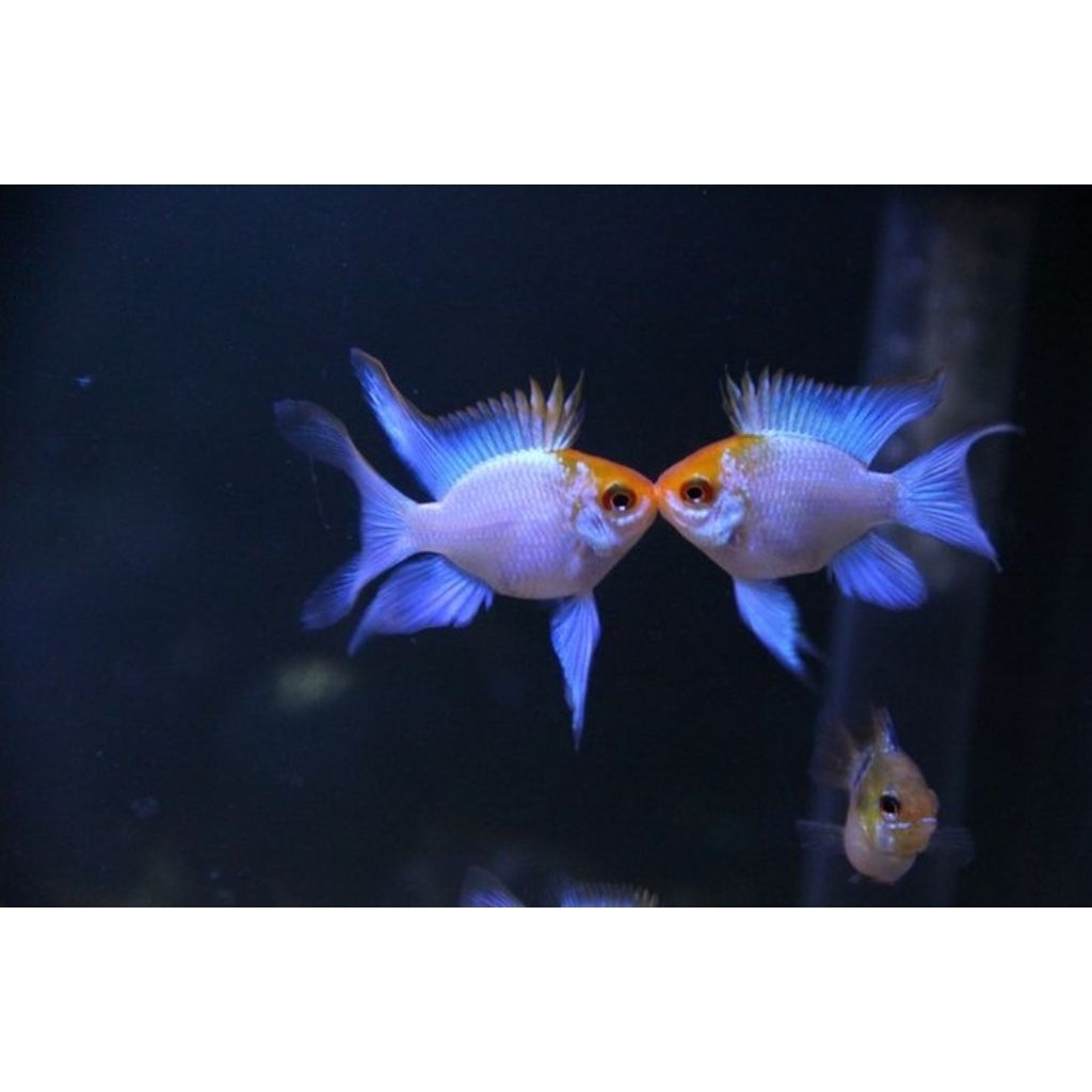 IKAN RAMIREZI / BLUE ELECTRIC COCOK UNTUK AQUASCAPE