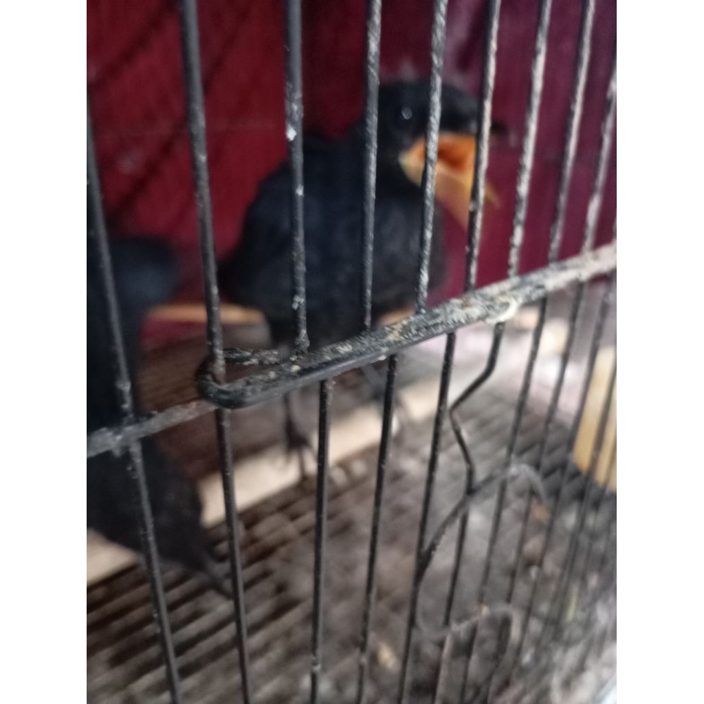 ciung Wanara lolohan/mandiri sepsang