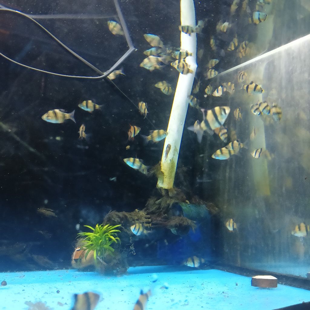 Sumatra Tiger Fish Ukuran 2-3cm(Max 10Ekor)(Khusus Gojek)