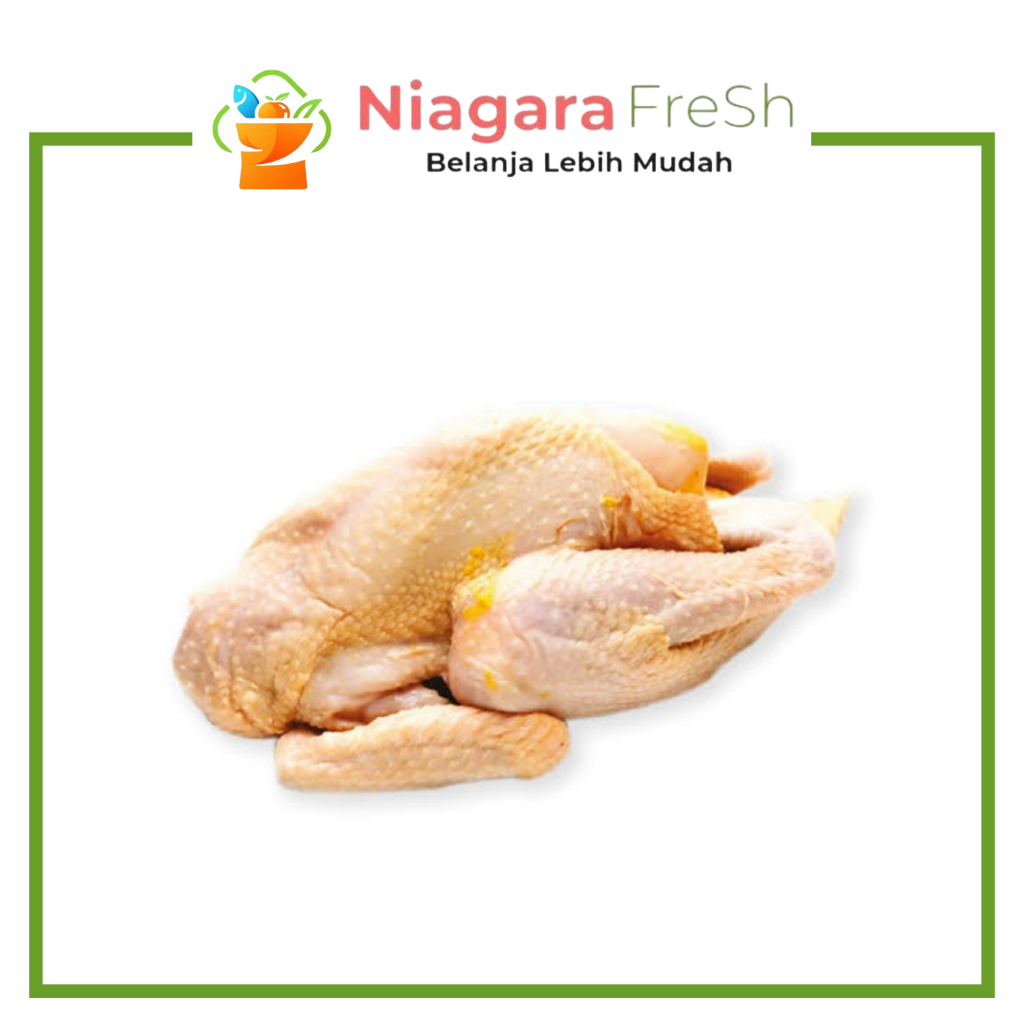Ayam Kampung Asli Segar Potong Utuh - Daging Ayam Kampung Fresh Berkualitas