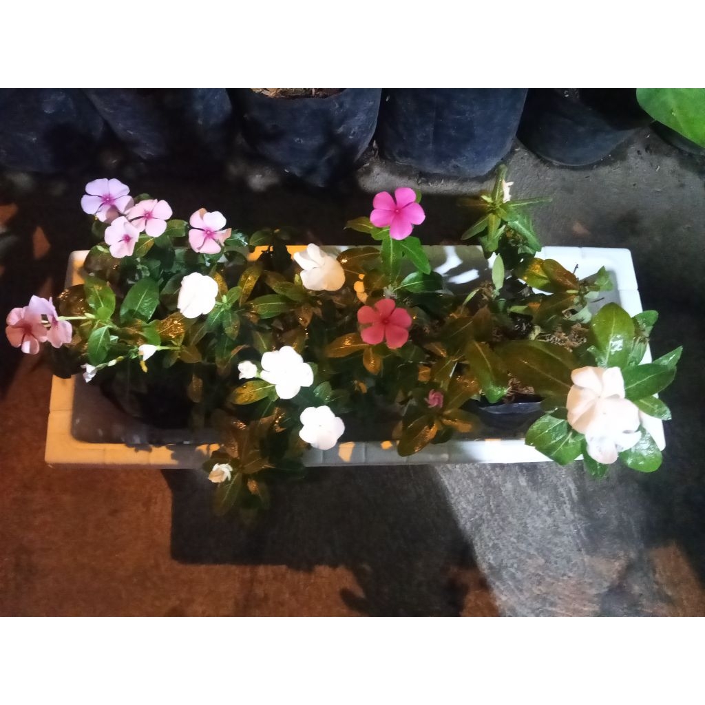 Bunga vinca + pot pnjang