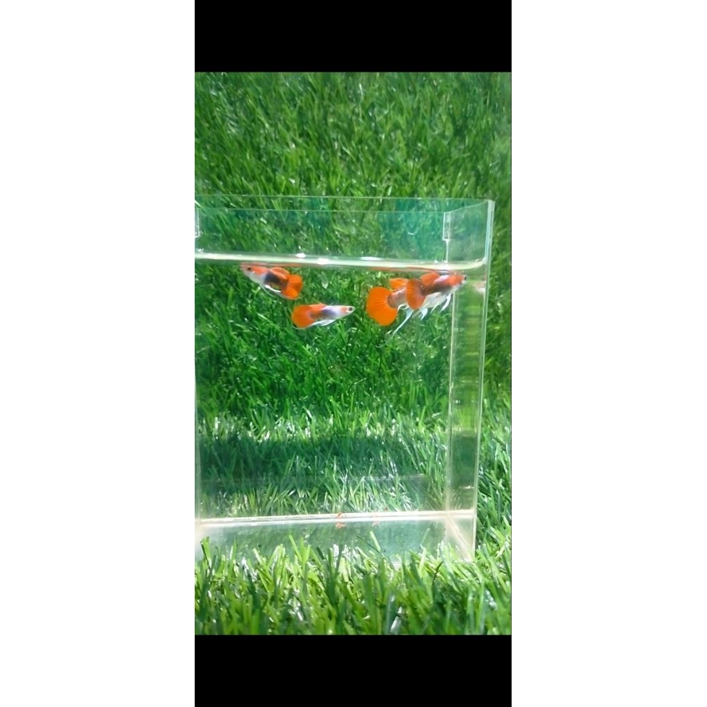 Hiasan aquarium guppy tuxedo ribbon sb gen koi