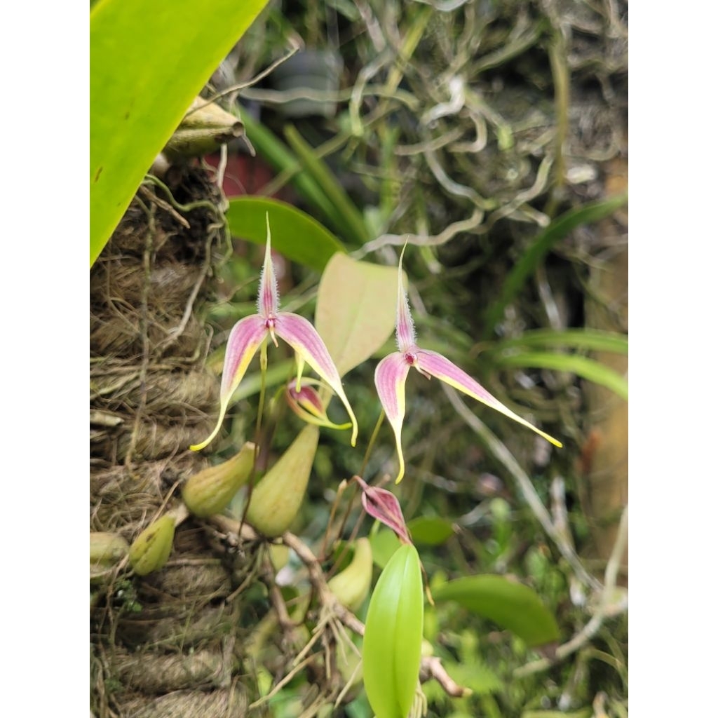 Bulbophyllum blumei