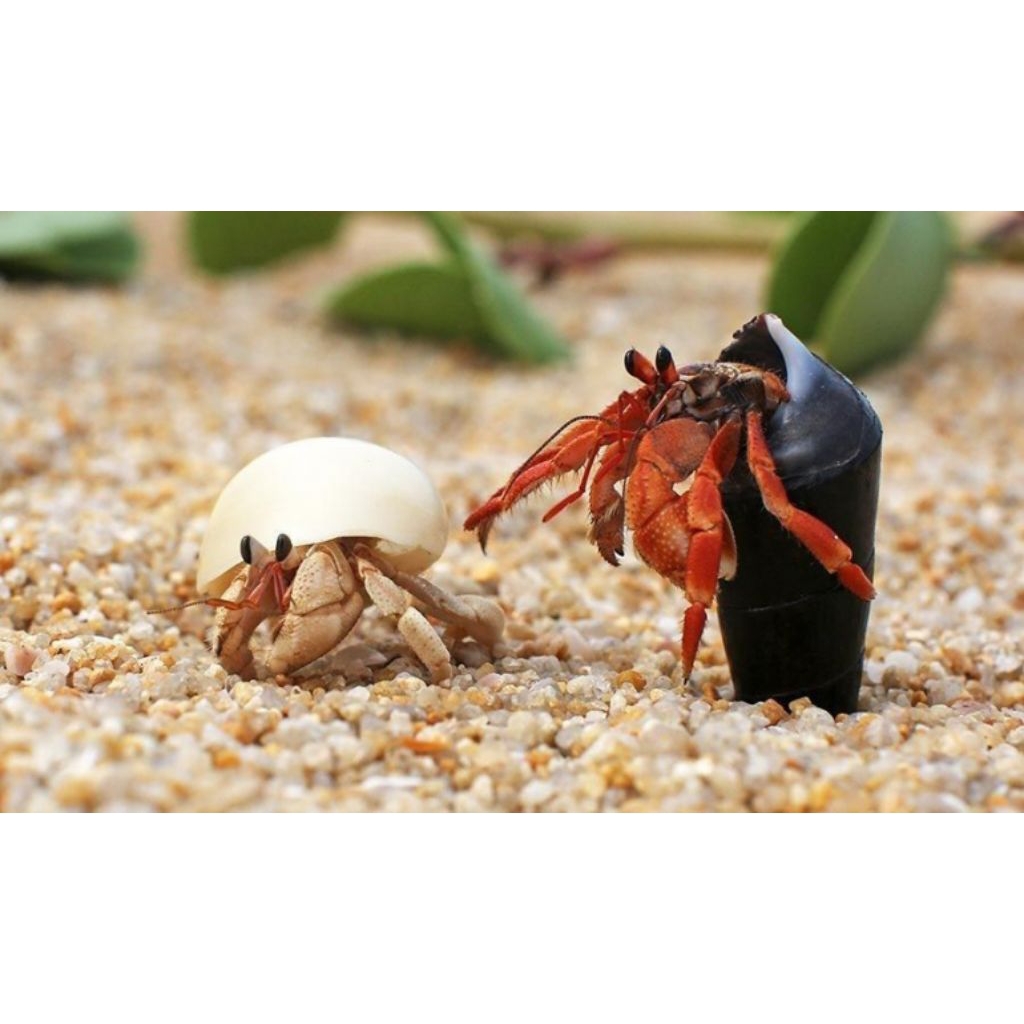 Kelomang Hidup 5 Pcs Umang-Umang Kecil Mainan Edukasi Anak