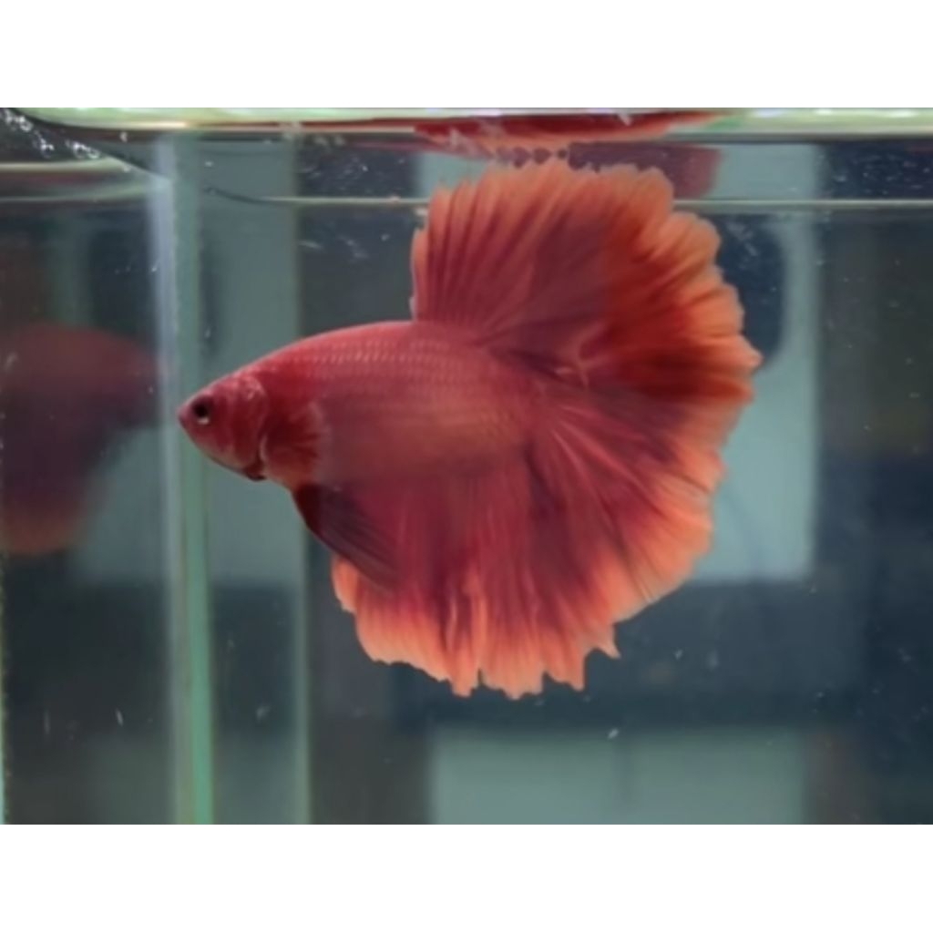 HALFMOON ROSTAIL