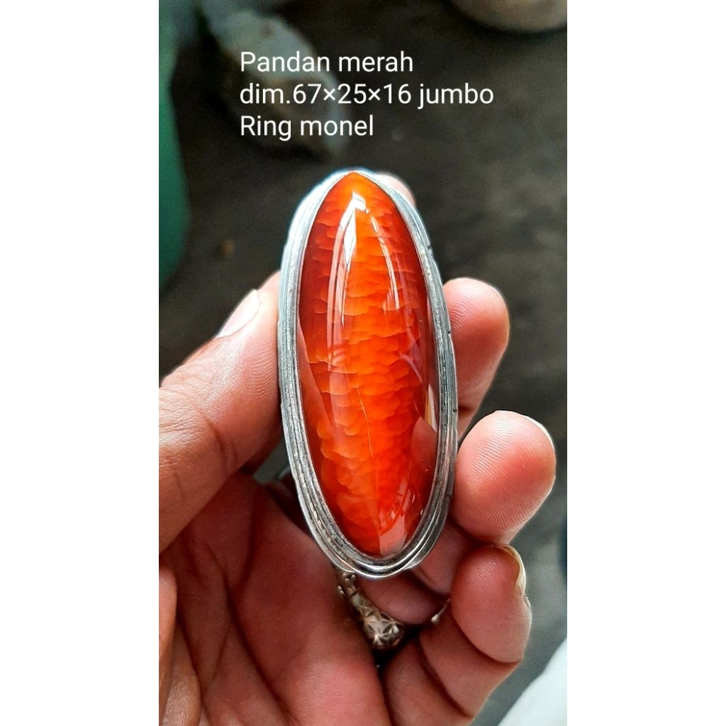 Pandan merah sisik betok jumbo, dim.67×25×16, ring monel