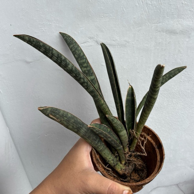 Sansevieria halli base bat / blue bat