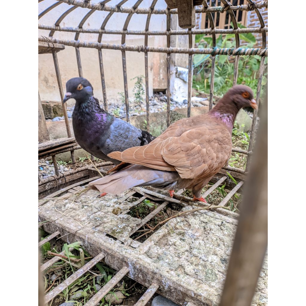 merpati betina siap jodoh+(FREE STIKER)