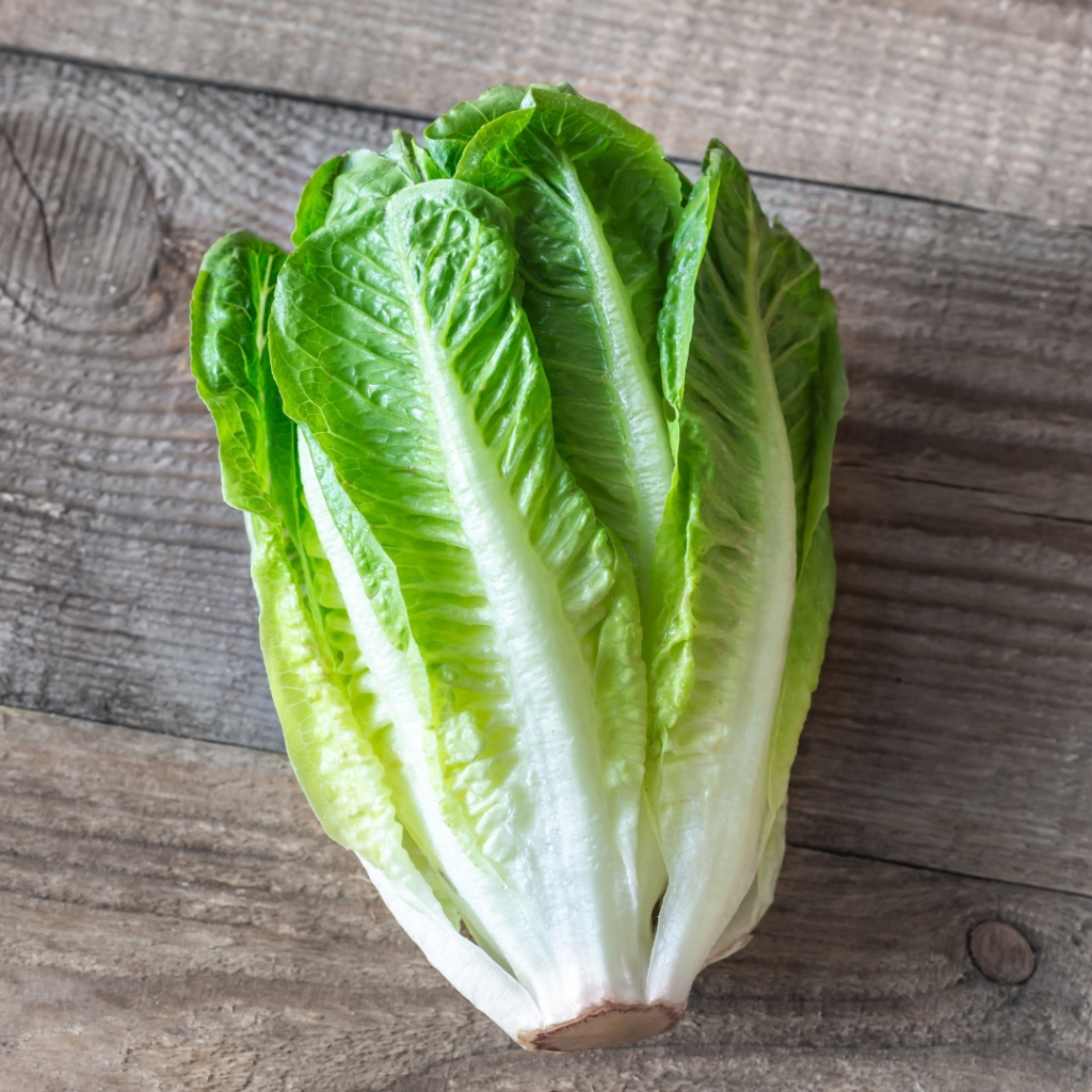 Romaine Lettuce Fresh 1Kg Selada Romen Sayur Salad