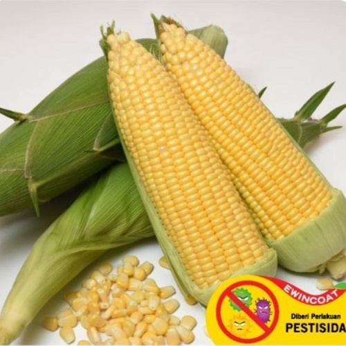 15 Benih Biji Jagung SCADA 88 F1