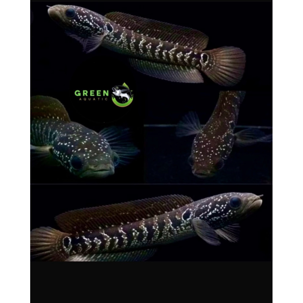 CHANNA ASIATICA WSP ( WHITE SPOT PURE ) BAHAN GONDRONG