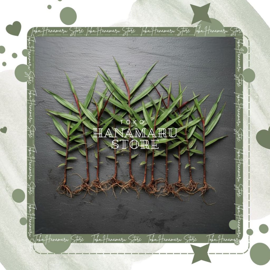 Bibit Jahe Hitam Organik Tanaman Jahe Hitam Wulung