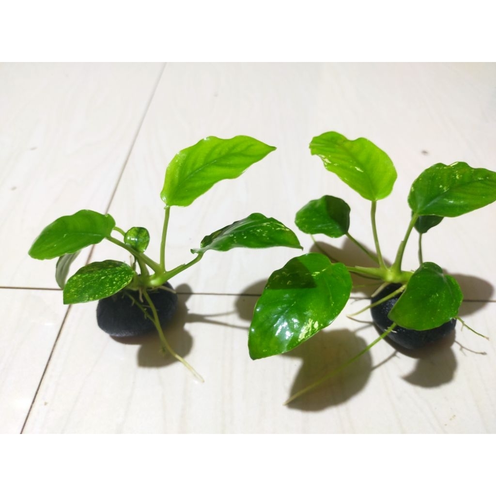 Anubias