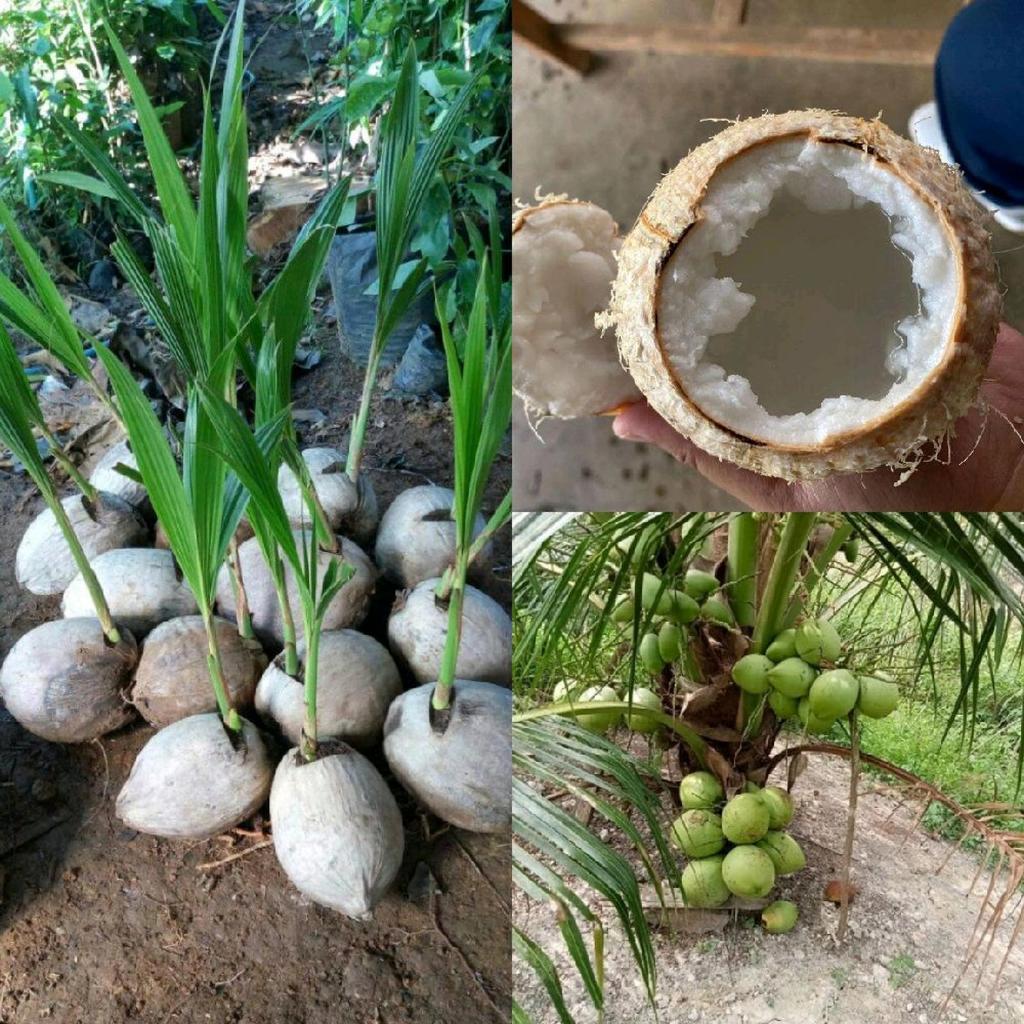 BIBIT KELAPA GENJAH KOPYOR SUPER