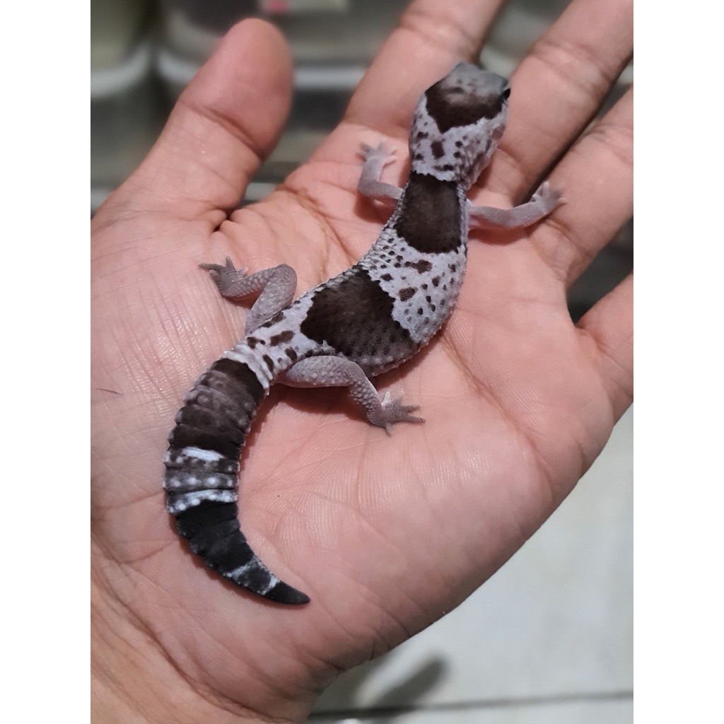 Gecko AFT African Fat Tailed Oreo Ph Patty Female Gemoy Comel Gendut Muka Super Lucu Bulat