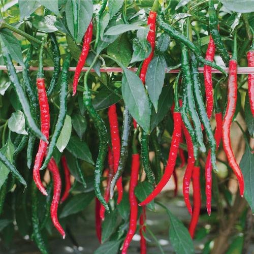 10 Benih Biji Cabe Keriting TM THUNDER 99