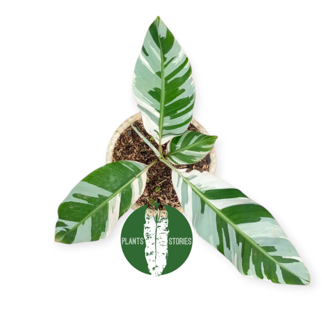 Tanaman Hias Musae Florida Variegated - Pisang Variegata