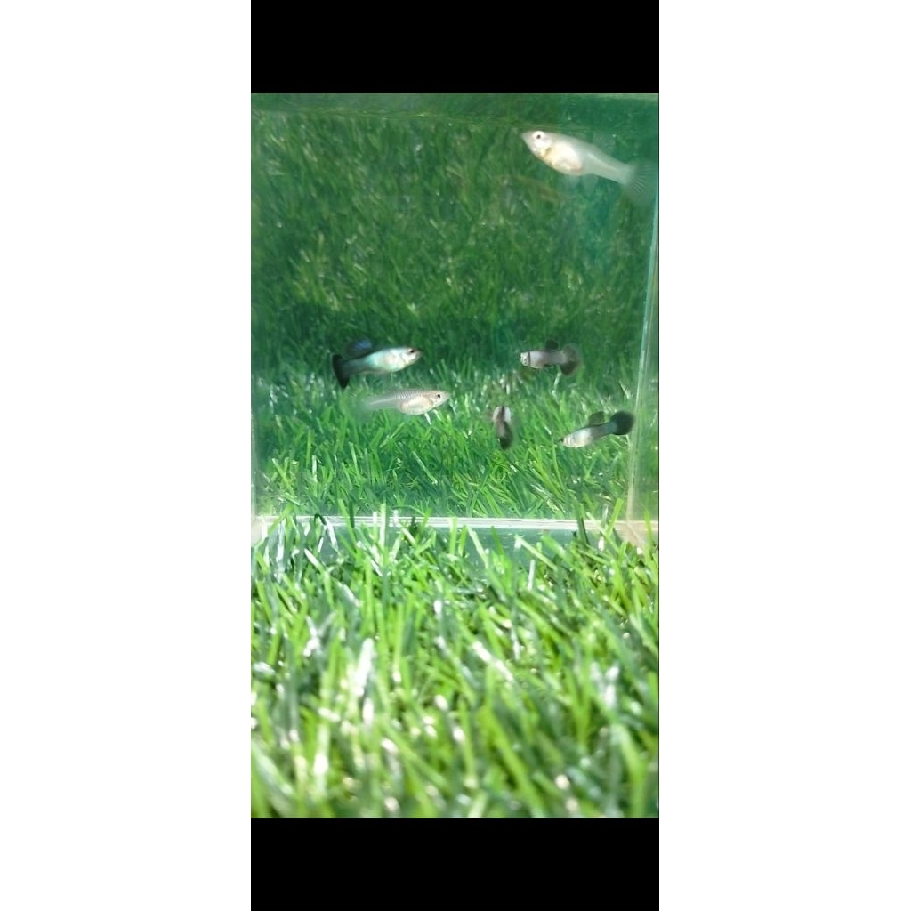 Hiasan aquarium guppy mini panda