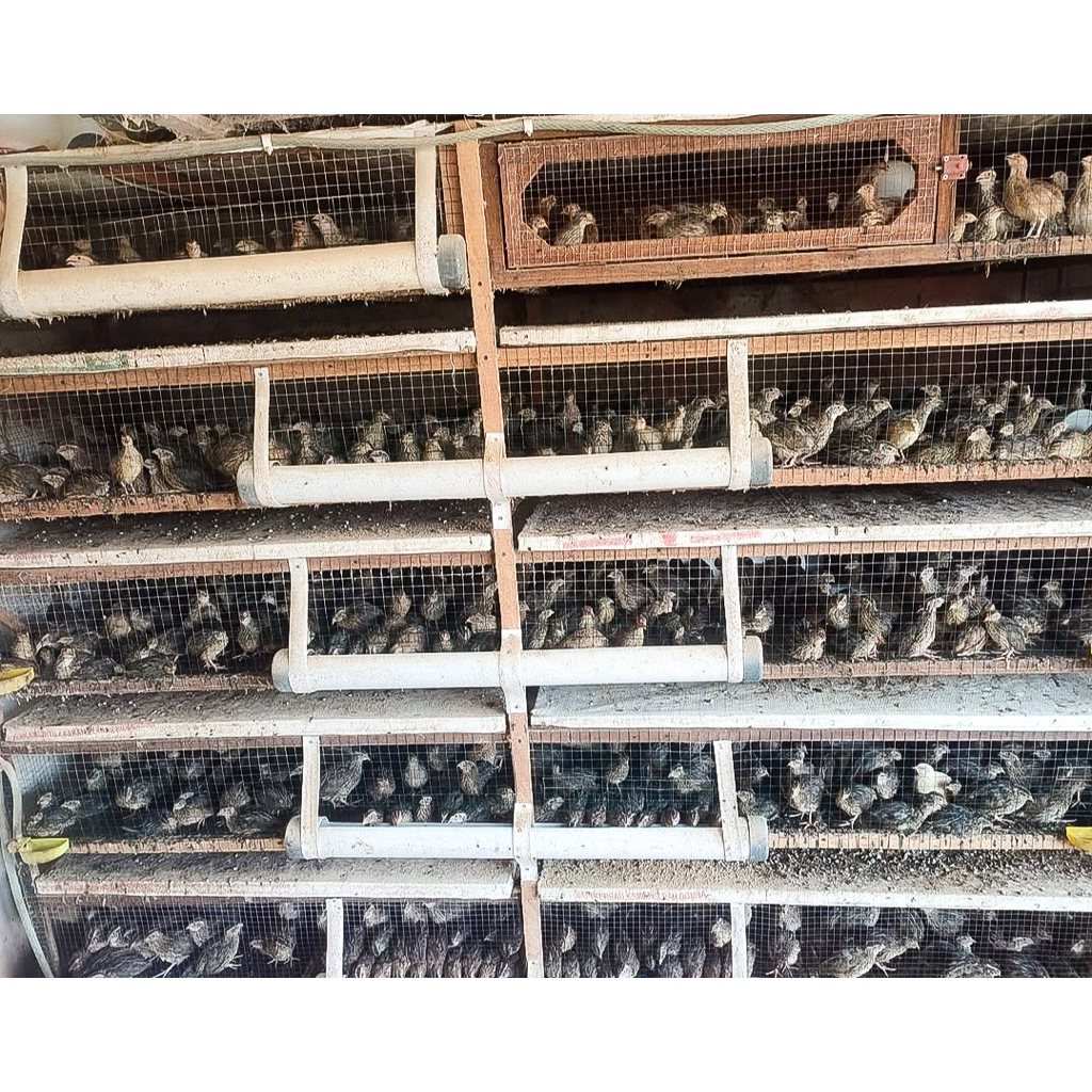 PUYUH PETELUR BETINA SUDAH PRODUKSI 1 TAHUN