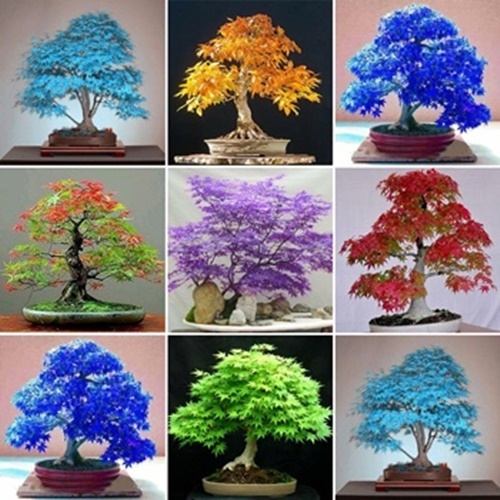 Benih Biji Bonsai Maple Jepang Campuran Warna