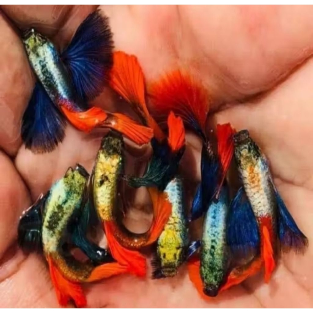 (COD) Guppy Platinum Red Tail Dumbo Ear