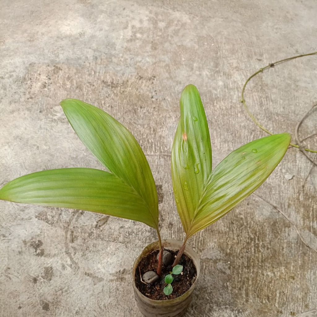 Bibit salak pondoh Sleman madu asli super manis buahnya. Fresh food store  Grade.