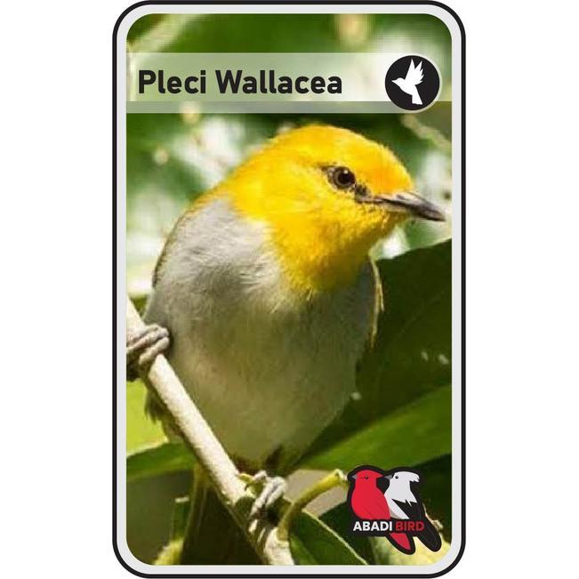 BURUNG PLECI WALLACEA TANGERANG