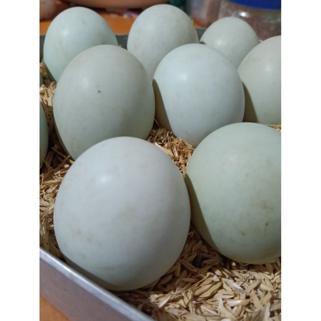 Telur Bebek Mentah Segar dengan Kuning Telur Omega Orange