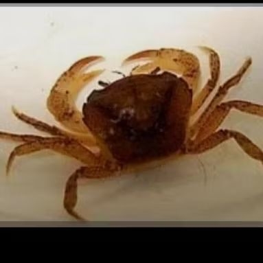 Kepiting Sawah Yuyu/13 ekor Hidup Yuyu keping Mainan anak