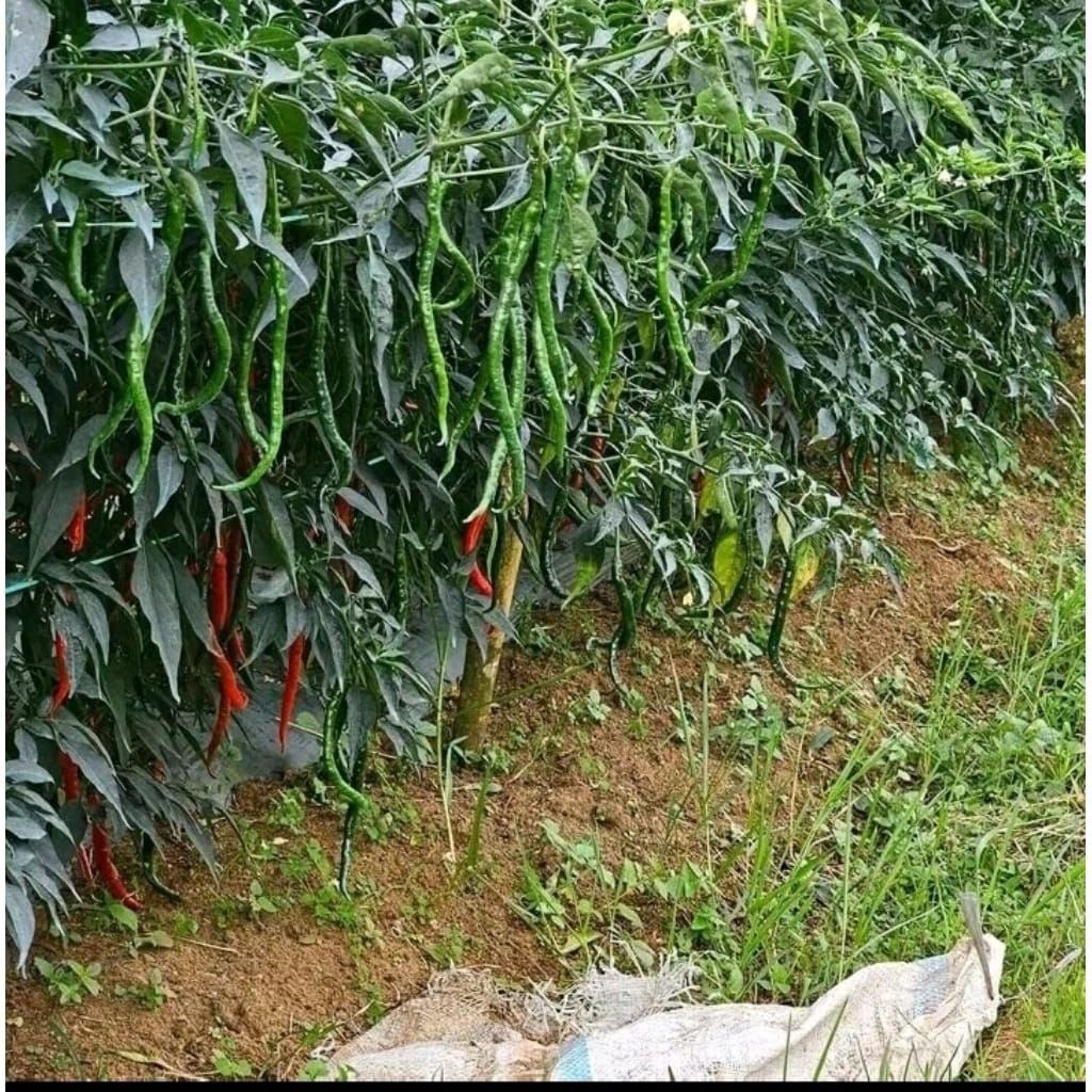 Terlaris, 15 Gram Benih Cabe LOKAL ATENG dan LOKAL Siboras dataran rendah Cabai Merah Keriting tahan