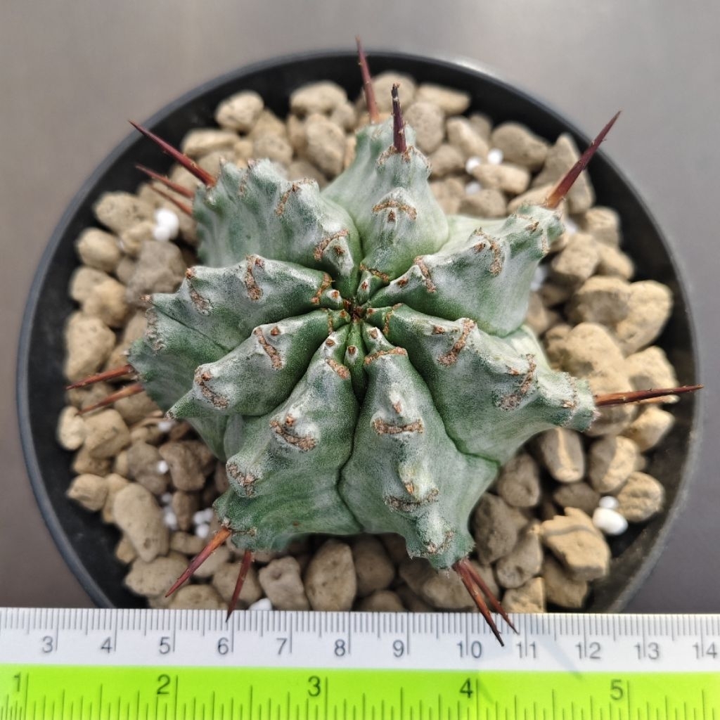 Tanaman Euphorbia horrida var. major