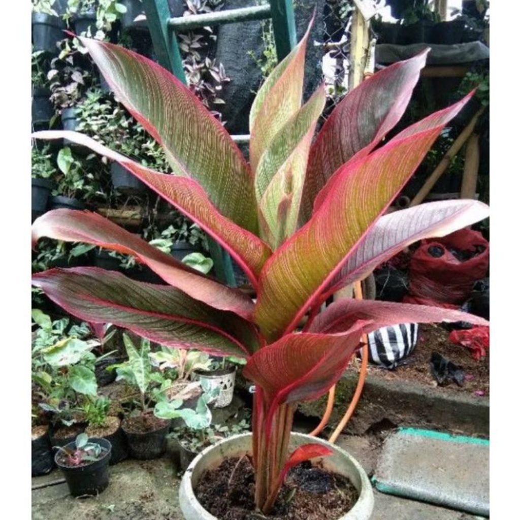 TANAMAN hias pisang bugis merah