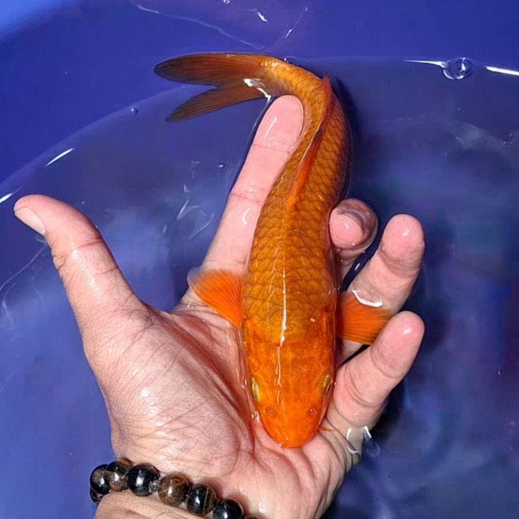 Ikan Koi Blitar Jenis Chagoi / Rumah Koi Jakarta / kode 0012