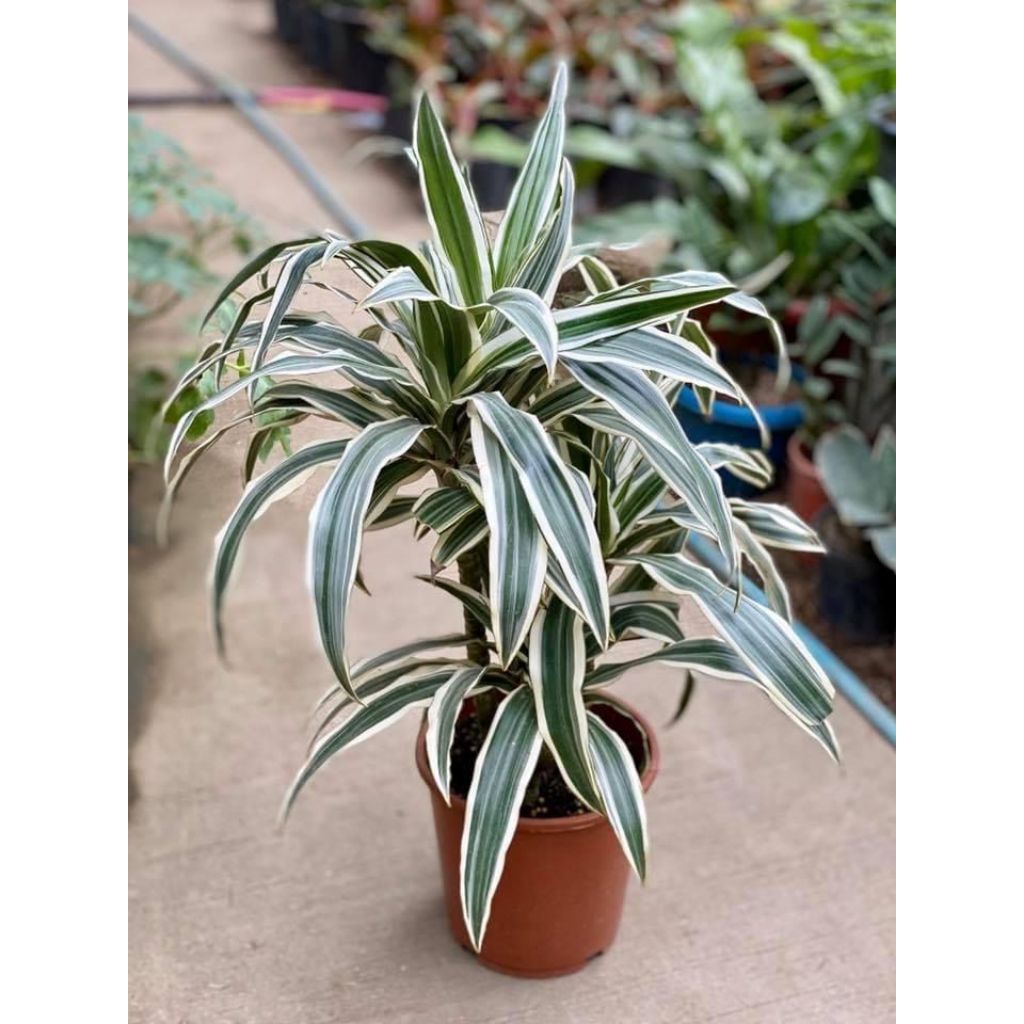 Tanamam Hias Sri Rejeki Variegata 3 - 6 Batang Berakar Tanaman Indoors Dan Outdoor