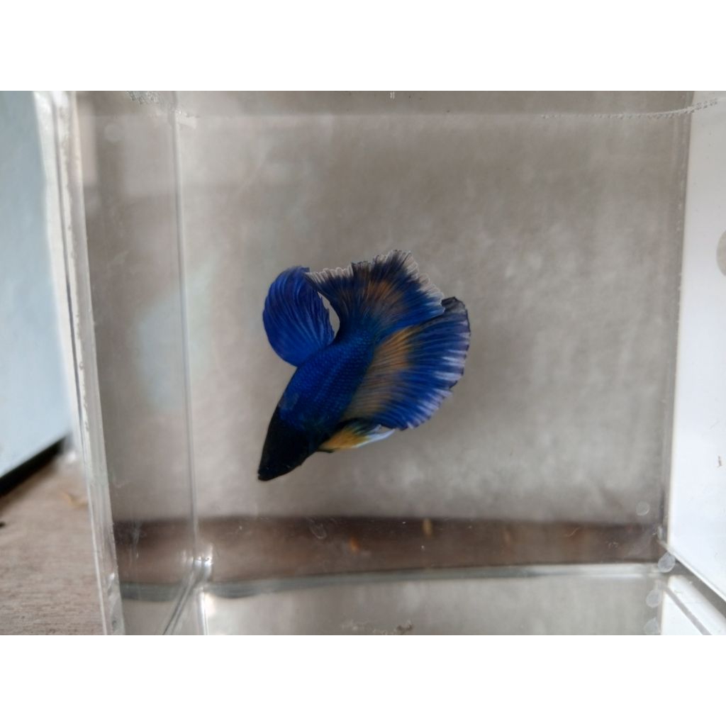 Cupang Halfmoon Royal Blue - Mental Gacor