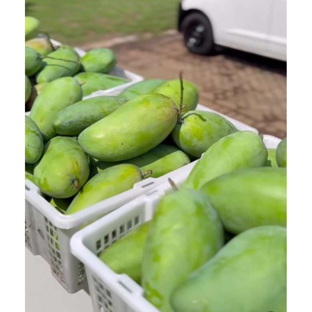 bibit valid mangga kiojay siap berbuah