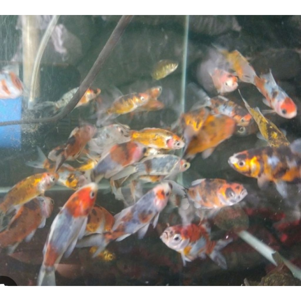 bokim slyer kumpay panca warna besar 10 dekorasi Akuarium aquaseceps air tawar