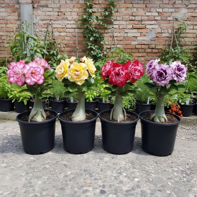 Adenium Kamboja Jepang Termurah - Bibit Adenium Kamboja Jepang - Adenium Bunga Tumpuk