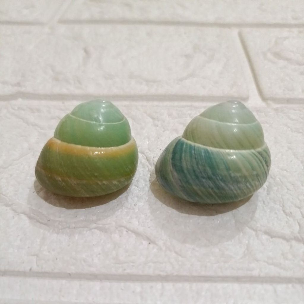 Jual Cangkang Keong Asperitas Bimaensis / Keong Darat 2,7 - 3cm