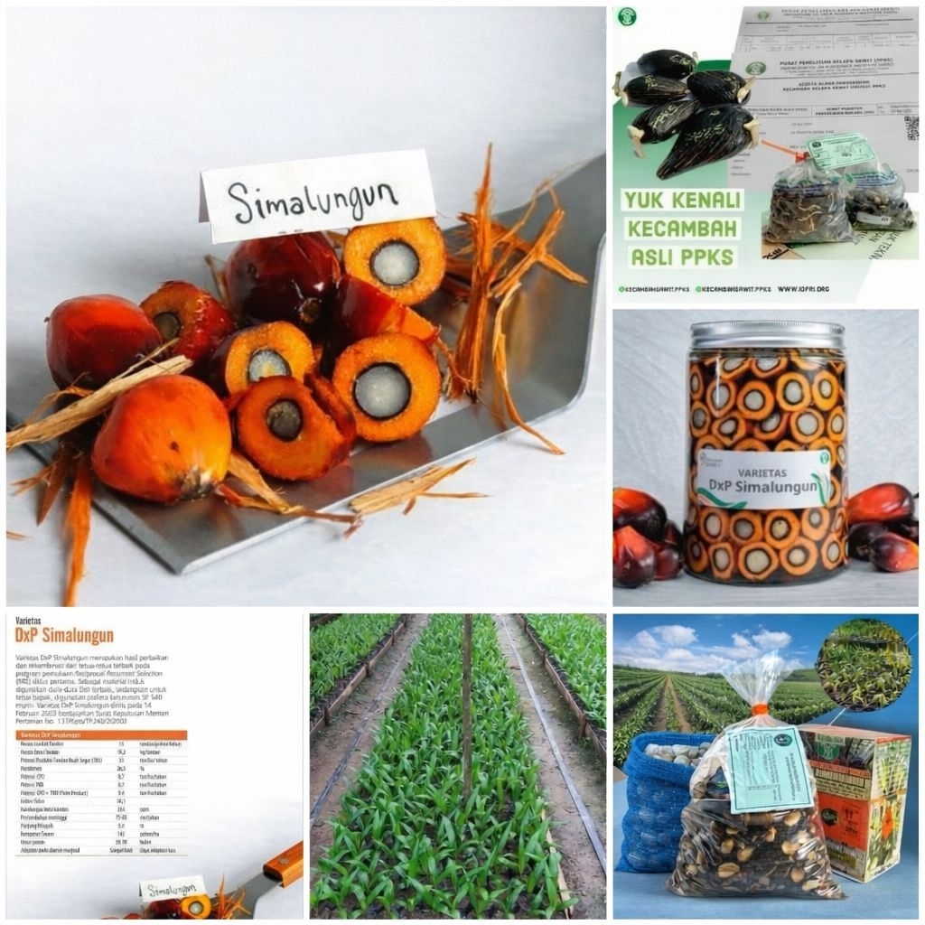 kecambah Sawit Simalungun Harga Perbutir
