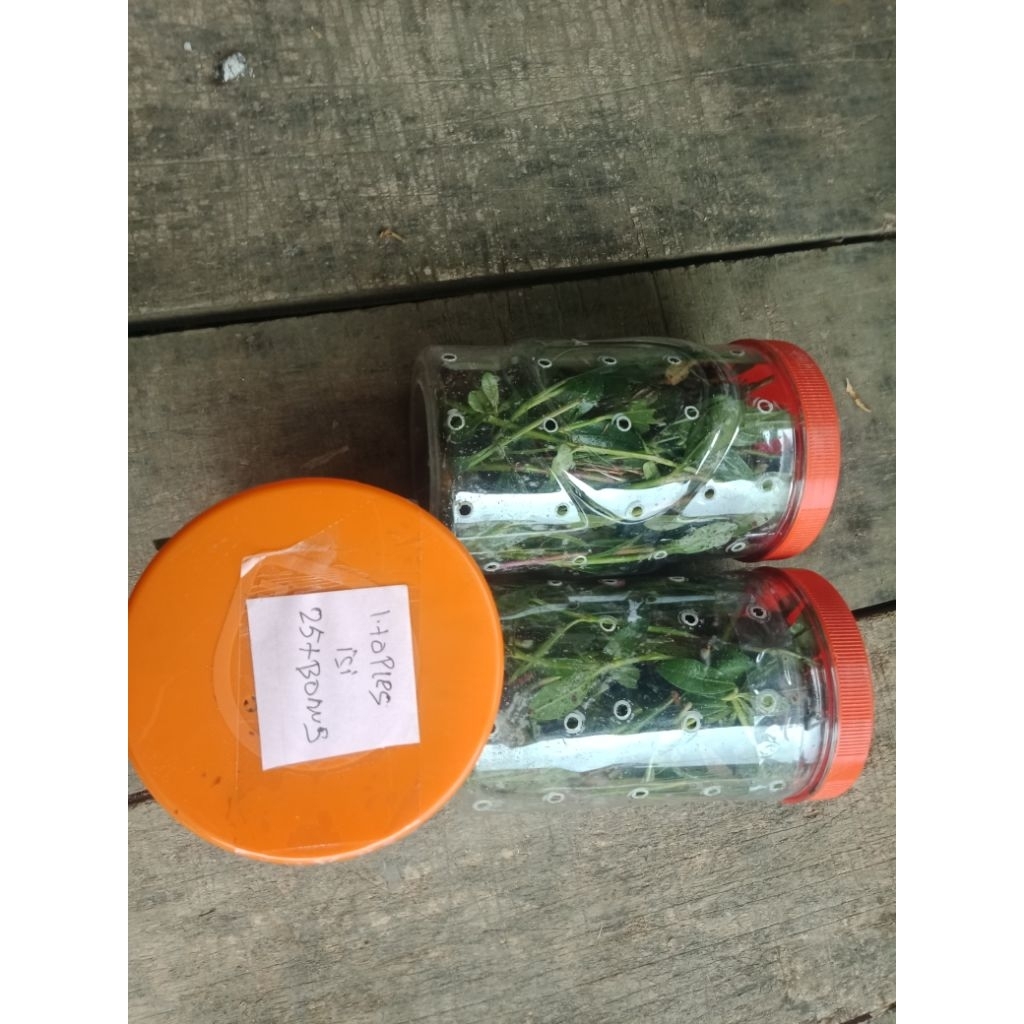 25 pcs+ bonus umpan pancing yuyu sawah gacor